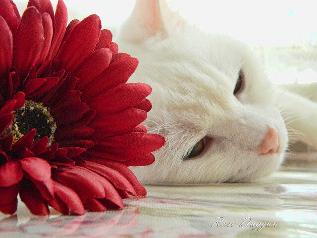 世界杯激动人心：全场高潮不断，世界杯啊