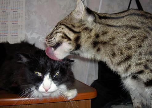 球队季中引入战术心理师，提高关键时刻表现，战术心理手段名词解释